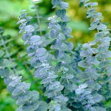 100% Pure Essential Oils